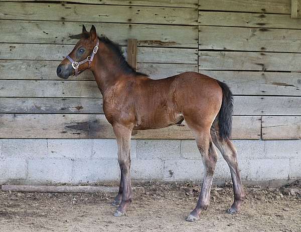 draft-friesian-horse