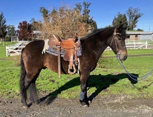 performance-andalusian-quarter-horse