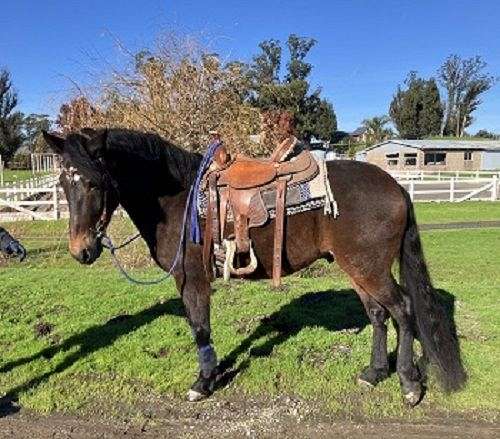 brown-andalusian-quarter-horse-gelding