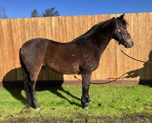 brown-andalusian-quarter-horse-for-sale