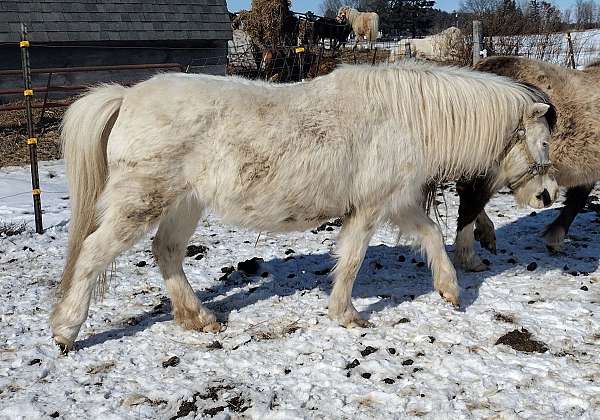 black-tovero-aa-horse