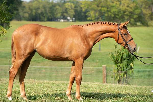 performance-selle-francais-horse