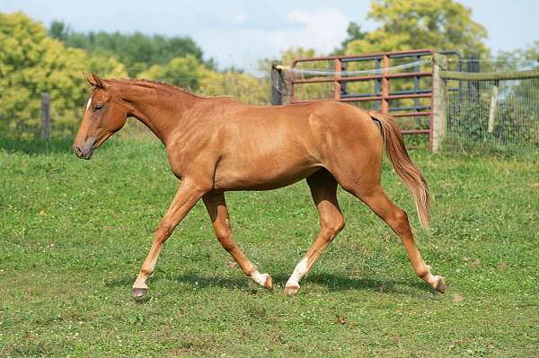 sport-selle-francais-horse