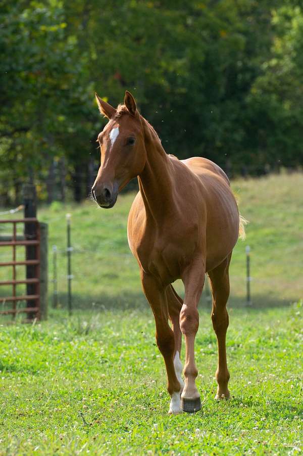 working-selle-francais-horse