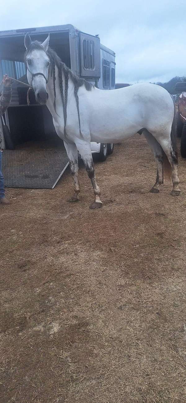 stallion-andalusian-horse