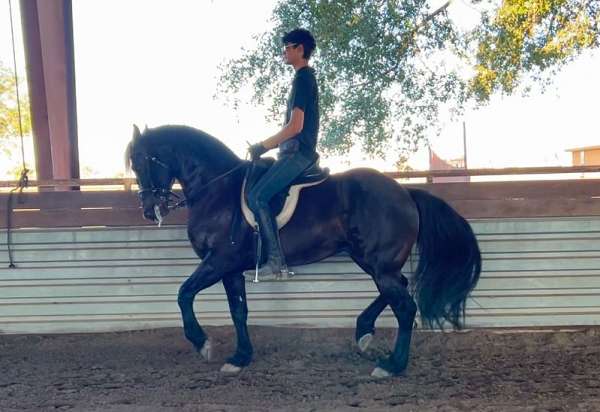 pet-friesian-horse