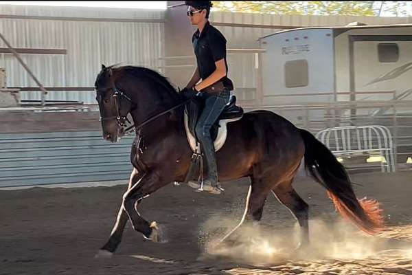 perfect-pet-friesian-horse