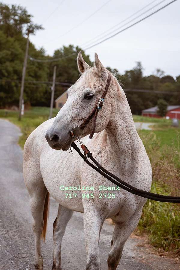 aqha-registered-quarter-horse