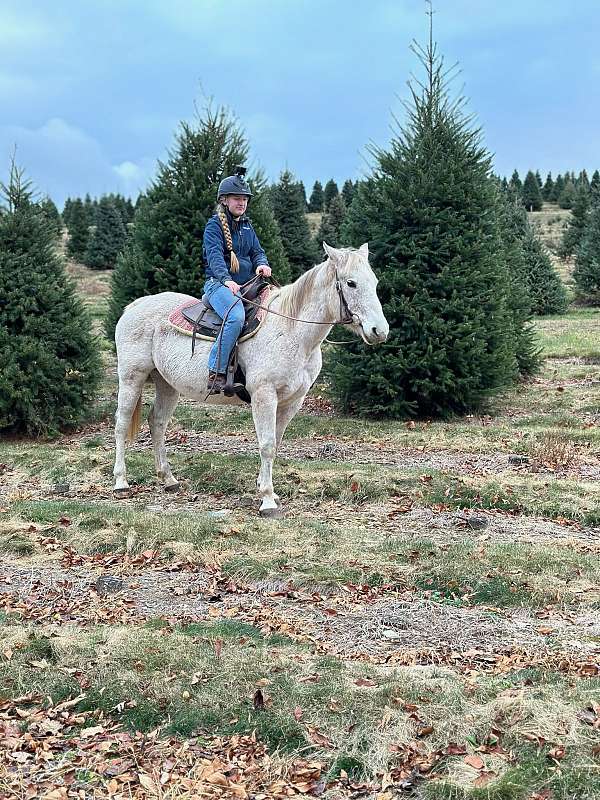 broodmare-quarter-horse