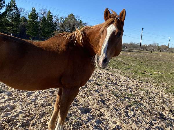 chestnut-blaze-three-socks-horse