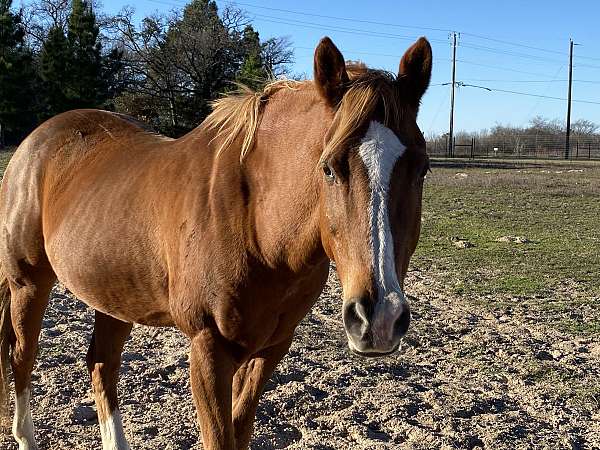 all-around-paint-pony