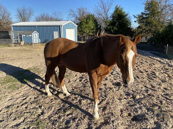 chestnut-paint-pony-gelding