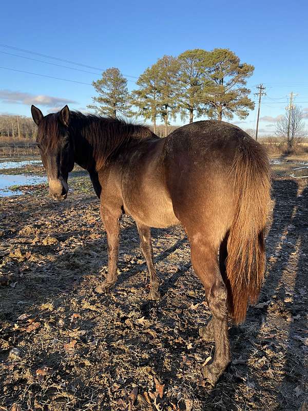 buckskin-stallion-for-sale