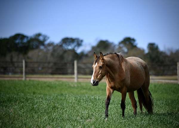 buckskin-twhbea-broodmare