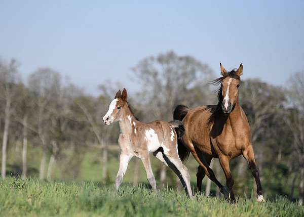 bay-twhbea-broodmare