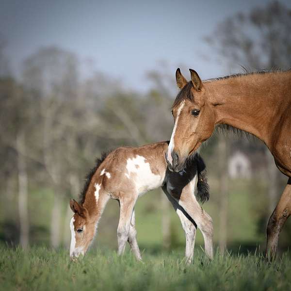 bay-twhbea-foal