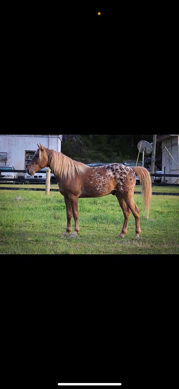 chocolate-walkaloosa-gelding