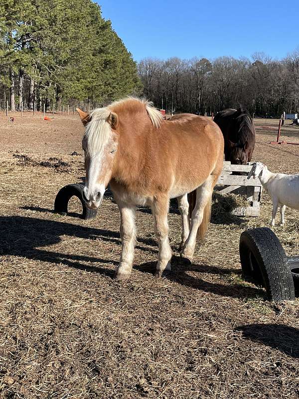 haflinger-gelding