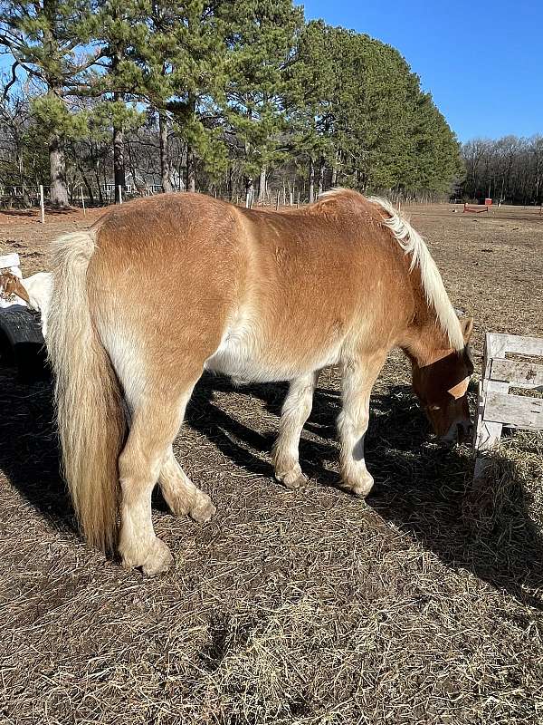 haflinger-horse-for-sale