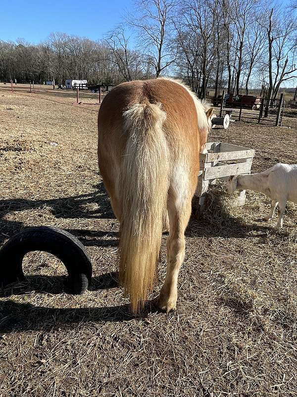 haflinger-horse