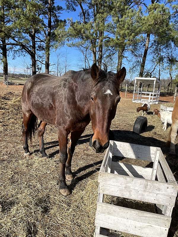 barrel-standardbred-horse