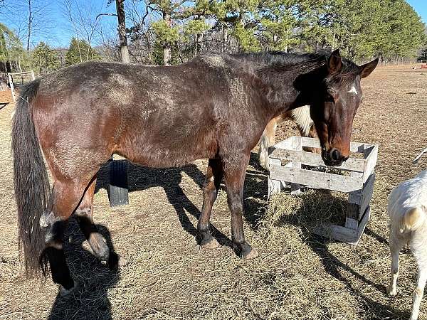 barrel-racing-standardbred-horse