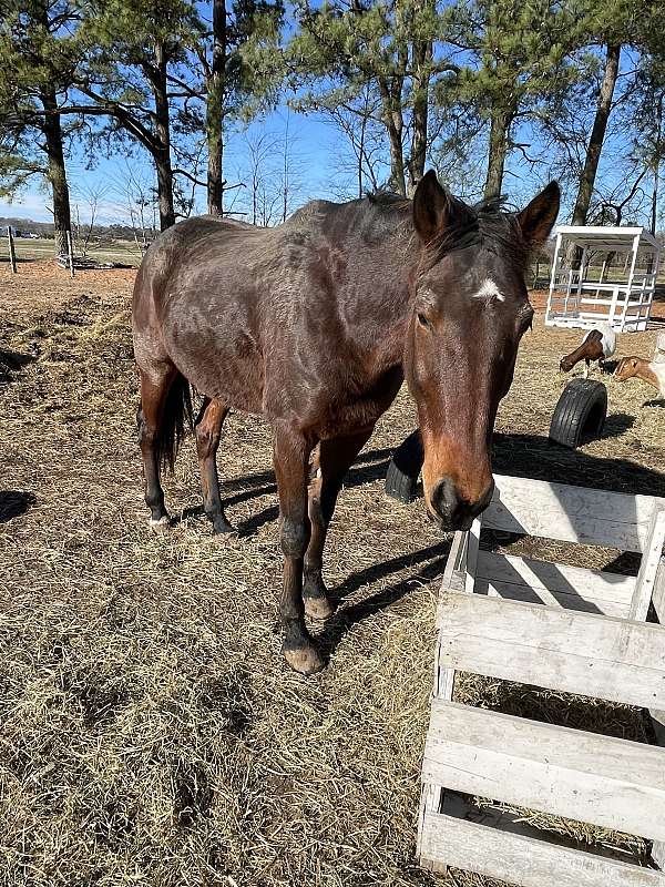 athletic-standardbred-horse