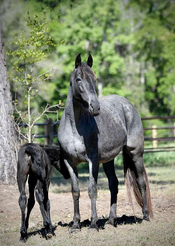 blue-roan-roan-twhbea-foal