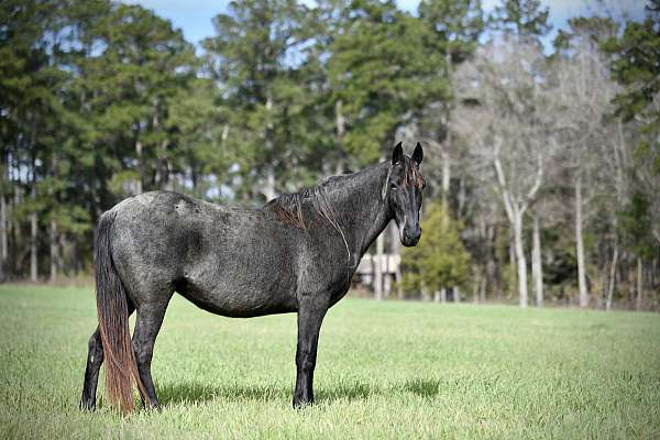 homozygous-roan-horse