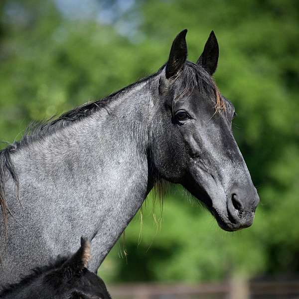 blue-roan-homozygous-horse