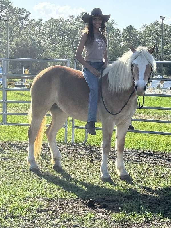 all-around-haflinger-horse