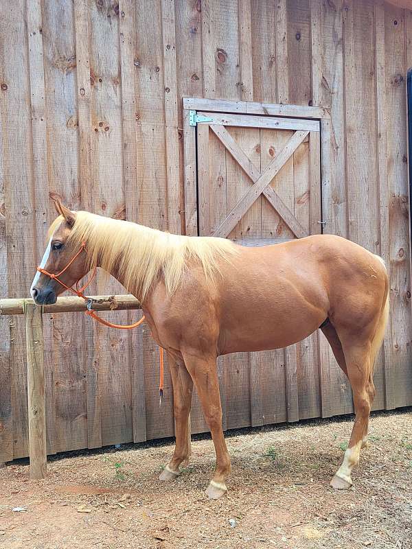 roping-palomino-tiger-horse