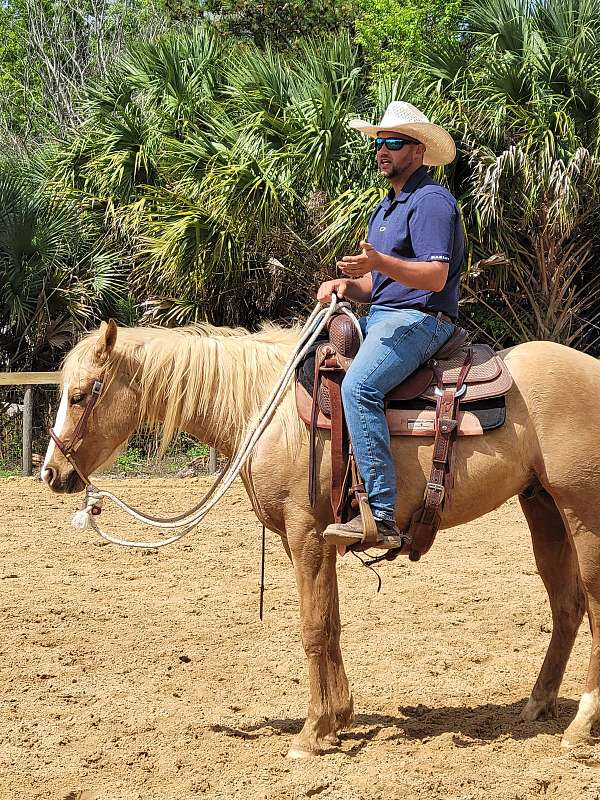 palomino-palomino-tiger-colt-gelding