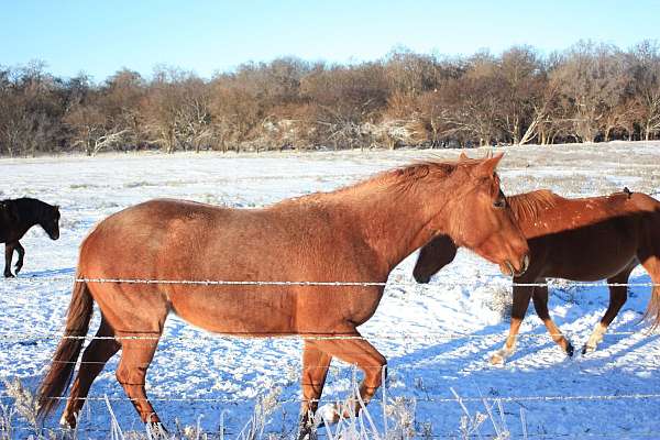 white-star-two-socks-horse