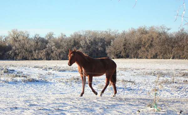 red-roan-quarter-horse-filly