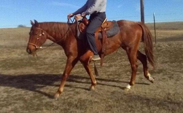 red-roan-quarter-horse-filly