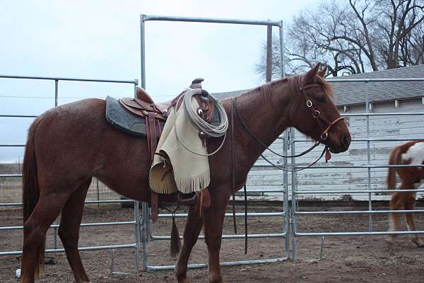 red-roan-white-star-two-socks-horse