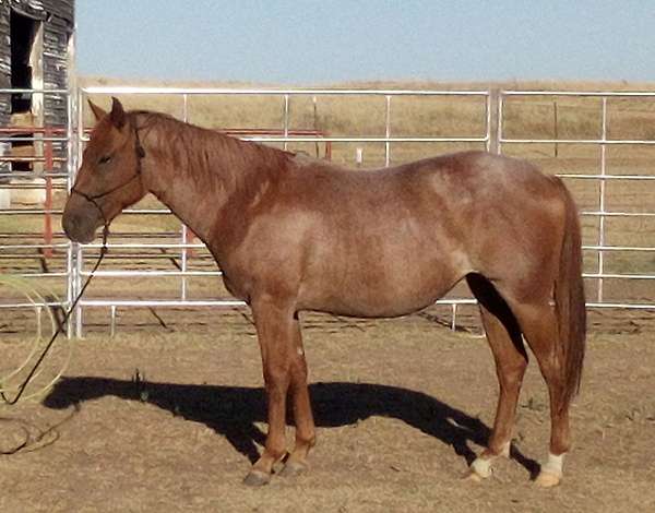 white-star-two-socks-horse