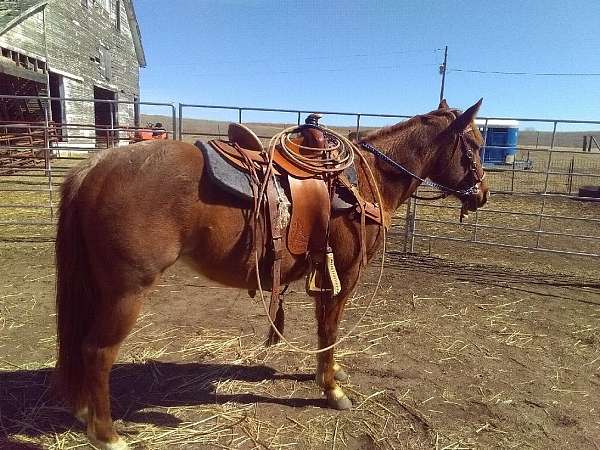 red-roan-white-star-two-socks-horse