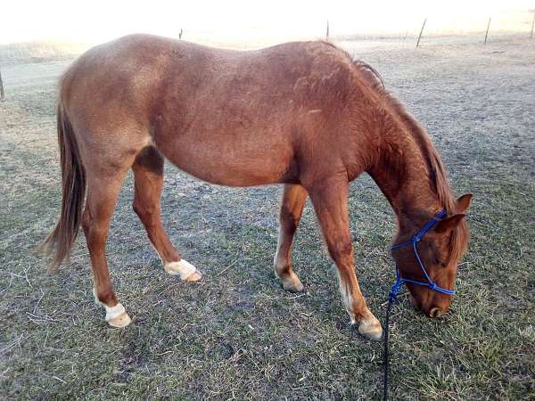 red-roan-quarter-horse-filly