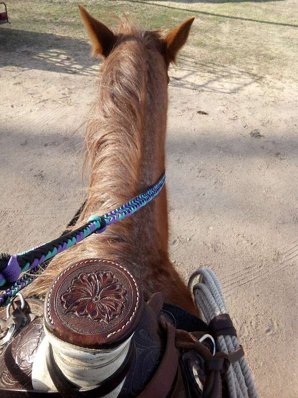white-star-two-socks-horse