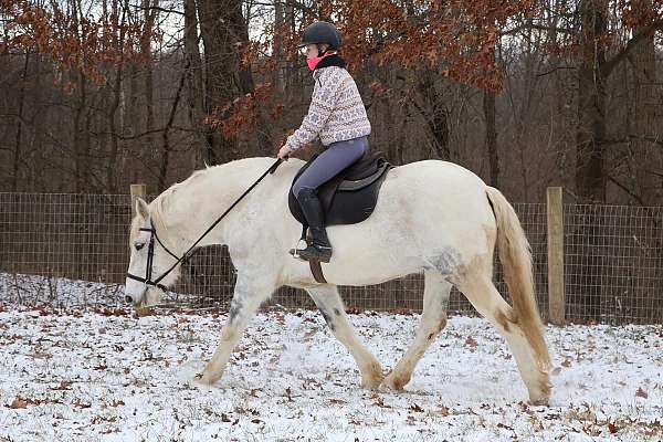 grey-therapy-horse