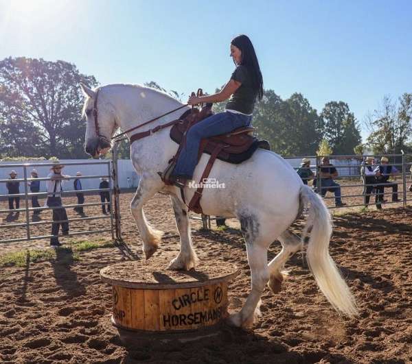 athletic-draft-horse