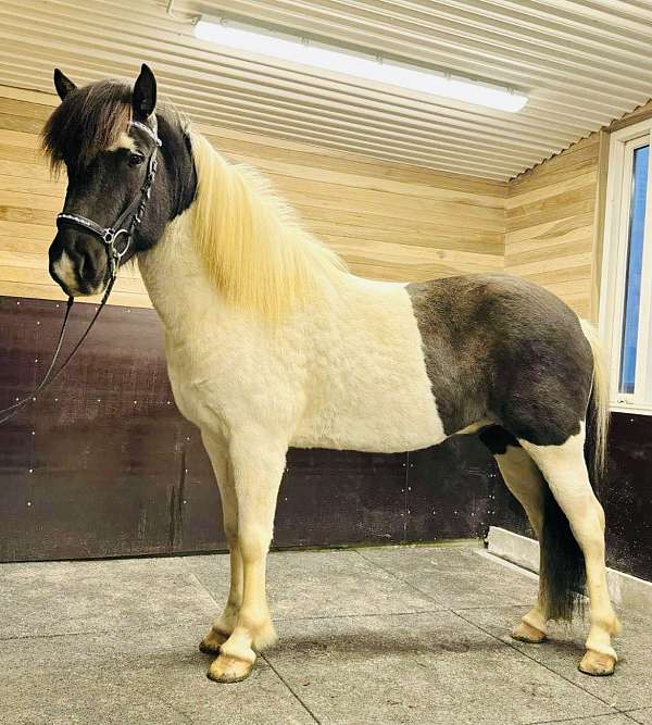 15-hand-icelandic-horse