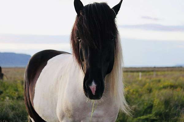 beginner-icelandic-horse