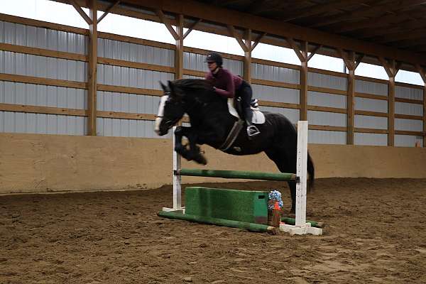 all-around-warmblood-horse