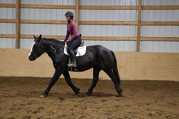 athletic-warmblood-horse