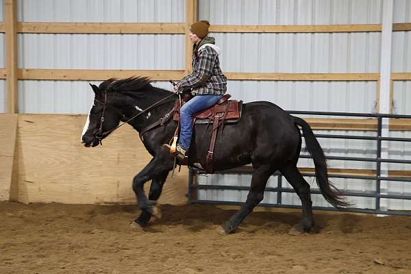 beginner-warmblood-horse