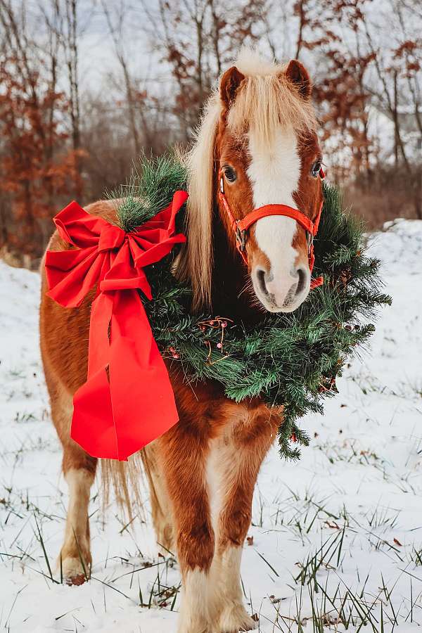 field-trial-shetland-pony