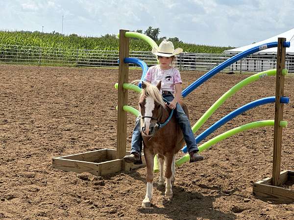 hunter-under-saddle-shetland-pony